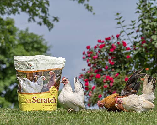 Manna Pro Ultimate Scratch Chicken Feed | Nutrient Rich Chicken Treat | 10 Lb Chicken Scratch #TOP7