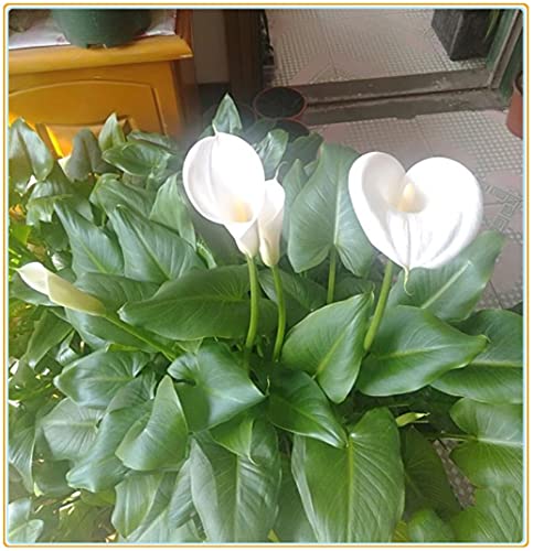 Calla Lily Bulb-, Feuille verte, Espèces rares, Décorations, Jardin secret, Cadeaux de vacances, Vivace, Plantes, Parfumé, Air purifiant-10 Bulbi