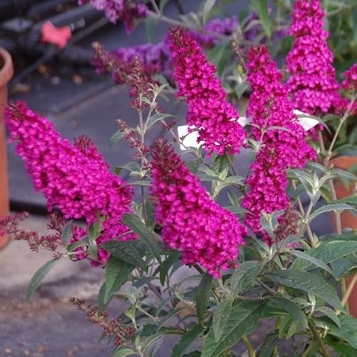 Best Butterfly Bushes to Attract Pollinators and Enhance Your Garden ...