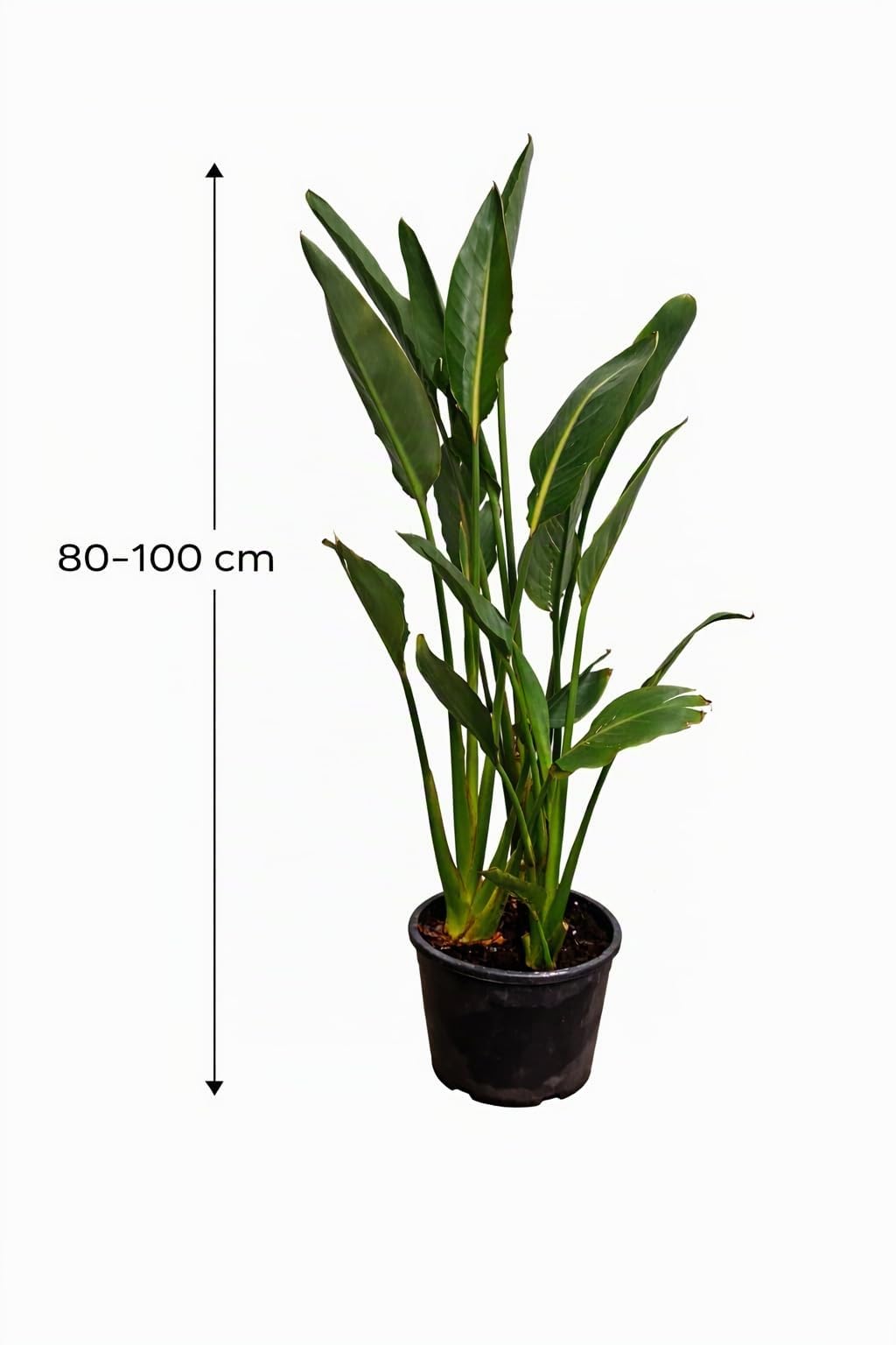 Strelitzia reginae 80–100 cm – Paradiesvogelblume, exotische Zimmerpflanze, 2–3 Pflanzen im Topf, 5–6 Jahre alt, pflegeleicht, dekorativ für Wohnzimmer, Büro & Wintergarten