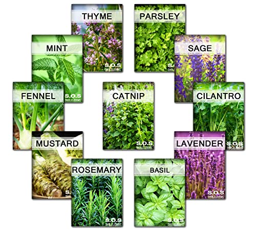 Gardenloon 3175++ Seeds Super Herb Bulk 11 Varieties Peppermint, Rosemary, Lavender, Thyme (11 Varieties) #TOP1