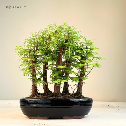 Bonsai LT Forêt Métaséquoia – Arbre préhistorique vivant dans un pot de 26 cm | Bonsaï d’intérieur/extérieur | Idée cadeau rare | Facile à entretenir | Plante décorative pour la maison et le bureau – vue 4