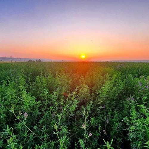 Alfalfa Seeds- Farmer Direct USA Grown- Premium Clean 2 Alfalfa Seeds- Farmer Direct USA Grown- Premium Clean Alfalfa Seed - 25 LBS - High Germination, Conventional Alfalfa Seed -Garden Seed, Cover Crop, Field Growing, Alfalfa Hay, Alfalfa Honey