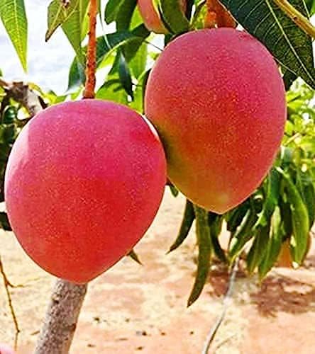 See full amazon price history chart for NABAT ORIGINAL JAPANESE MIYAZAKI MANGO Grafted hybrid (2-3 Feet) Healthy Live plant, Pack of 1 Healthy Plant NABAT ORIGINAL JAPANESE MIYAZAKI MANGO Grafted hybrid (2-3 Feet) Healthy Live plant, Pack of 1 Healthy Plant (B0CTYMVQMC) Amazon Price History, Amazon Price Tracker