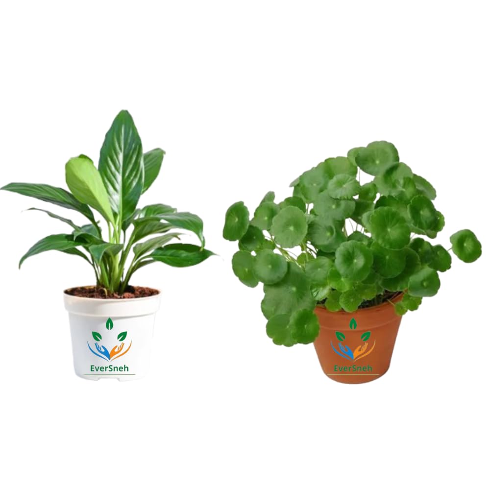 EverSneh Live Combo 2 Plant Peace Lily Plant Spathiphyllum Air Purifying Chinese Money Plant Pilea Peperomioides Live Indoor Plants Set Of 2 Plants With Black Plastic Pot (B0CWDTX3FQ) Amazon Price History, Amazon Price Tracker