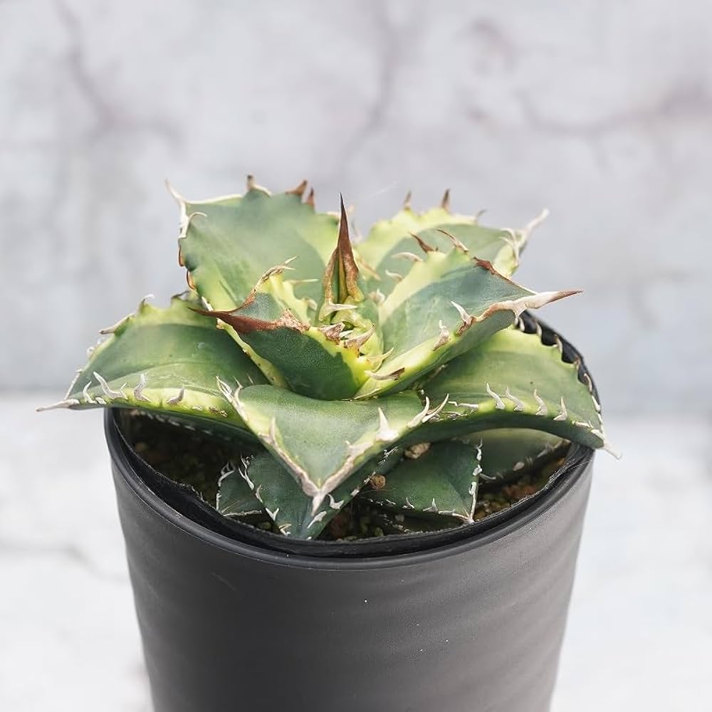 アガベ　侘び　限定鉢 Kaiju Plant メッシュポット サークリングしない プラ鉢 アガベ