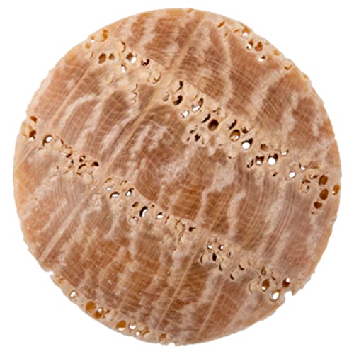 Image of Oak Screw Hole Plugs | 1 /4 inch Diameter | Pack of 50 Approx. | Turned End Grain Round Mushroom Head with Shoulders, Screw Hole Buttons, Furniture Grade | UA-057-OW