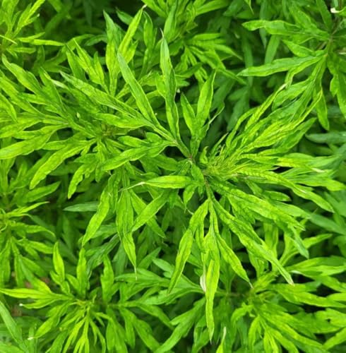 Aceite Esencial Davana Orgánico Puro 5 mL miniatura 4