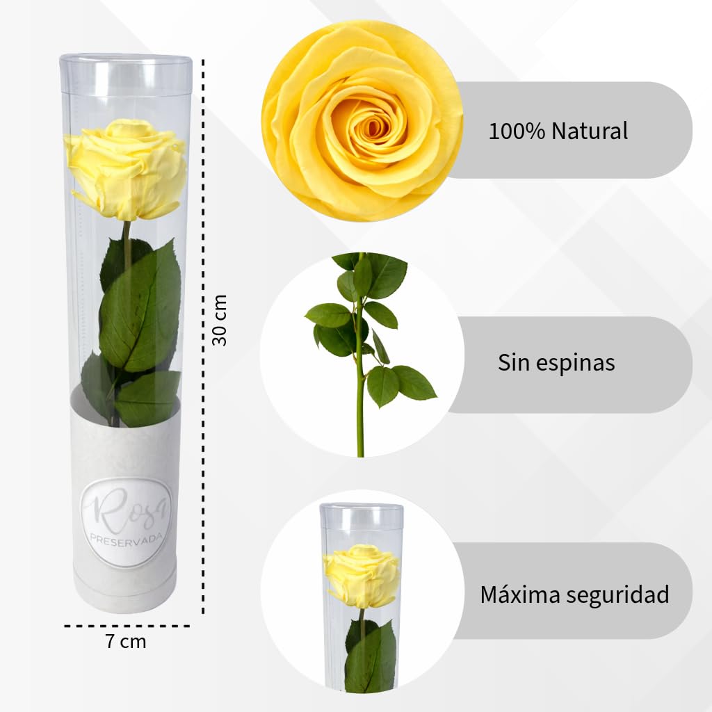 MUNTRADE 1 Rosa Preservada Natural | Rosa Eterna Amarilla | Detalle Romántico, Día de la Madre, San Valentín, Aniversario o Decoración | Flor Natural Conservada Decorativa