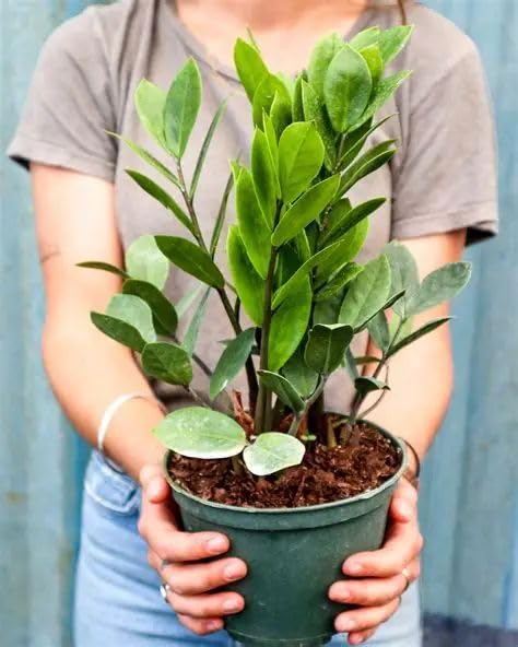 GOOD HOMES Zamia Plant (ZZ Plant – Zamioculcas zamiifolia) | Low-Light Indoor Houseplant | Elegant, Easy-Care Plant for Home, Office & Gifting (PACK OF 1 HEALTHY POTTED PLANNT)-image-49