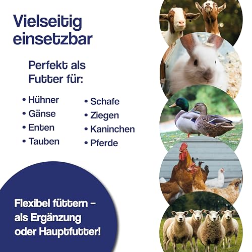 Gebrüder Goller Hafer Ganzes Korn 12,5kg - Futterhafer als Pferdefutter ungeschält für Pferd und Pony/Kraftfutter Pferd für mehr Energie - mehrfach gesiebt & staubarm - direkt vom Hof