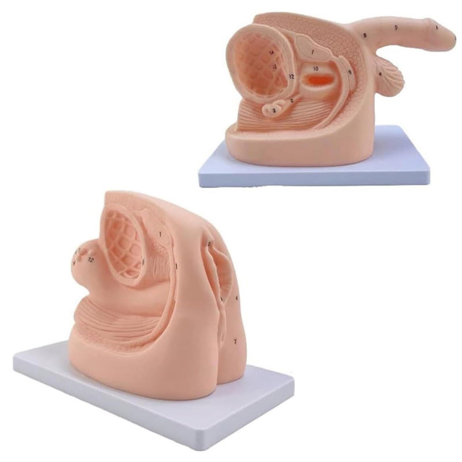 Simulateur de cathétérisme avec détails de la prostate et du vagin en PVC