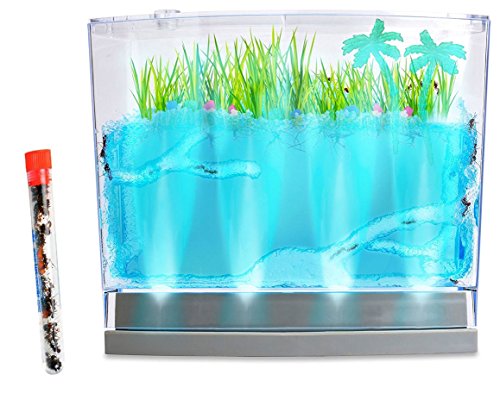 Live Lighted Ecosystem Ant Habitat Shipped with 25 Live Ants Now (1 Tube of Ants) - Lights Up