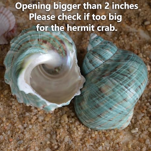 Image of 2pcs Large Hermit Crab Shells, XXL Size Opening 1.9-2.2 inch Big Hermit Crab Shells, Natural Sea Conch, Turbo Seashells Beach Decoration(2pcs XXL) | XXL Size Opening 1.9-2.2 inch, Natural Conch, Turbo Seashells Beach Decoration(2pcs XXL)