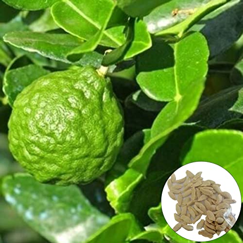 Semillas de cítricos, 50 piezas/bolsa Semillas de cítricos Fragante Crecimiento rápido Nutritivo Fructificación natural Semillas de lima kaffir para plantar, atrae abejas - Verde