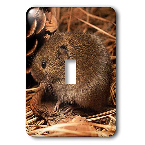 3dRose lsp_1179_1 - Interruptor individual para ratón