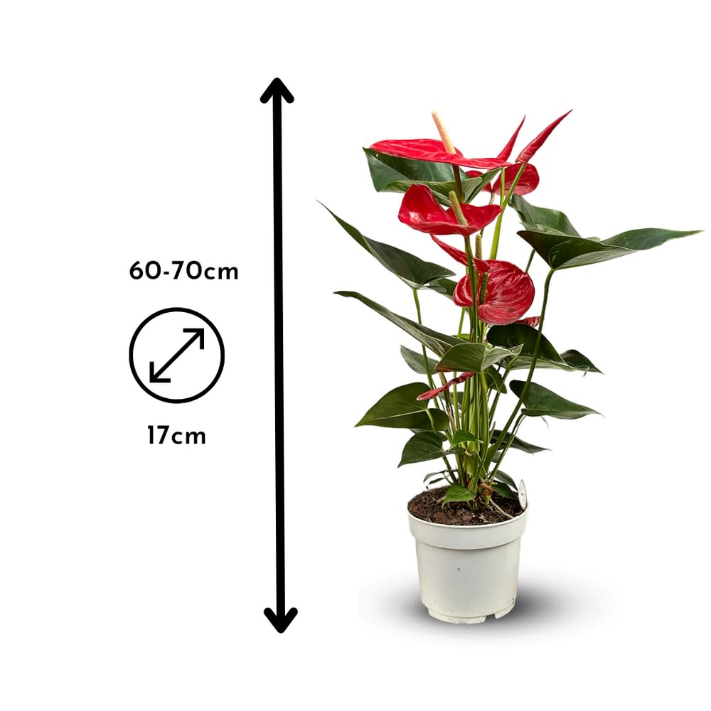 Attitude Jardin - Anthurium rouge - plante d'intérieur - 60-70 cm - ⌀ 17 cm - plante fleurie