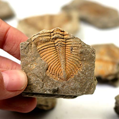 ULTECHNOVO 2Pcs Paleontologia Fósseis Trilobite Fossil Modelo Cauda Verme Enfeites para Escritório E