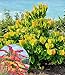 BALDUR Garten Cercis 'The Rising Sun', Judasbaum, 1 Pflanze, spektakuläres Farbspiel, Magnet für Bienen und Schmetterlinge, pflegeleichtes Ziergehölz, mehrjährig und winterhart