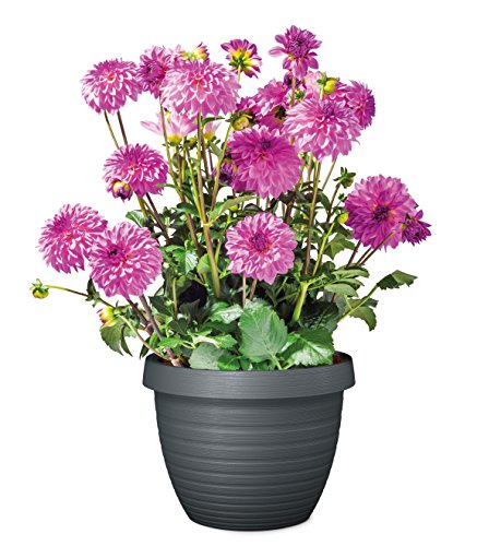 Scheurich Country Star - Vaso per Piante