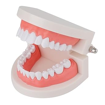 Myaskro Dental Teeth Model Standard Typodont Demonstration Denture Model For Dental Teaching Clean Display Education and Study Premium Quality