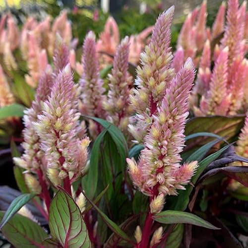 ケイトウ（セロシア）：スマートルック ロマンティカ3.5号ポット 3株セット[シックな花色と銅葉が美しい！]のサムネイル