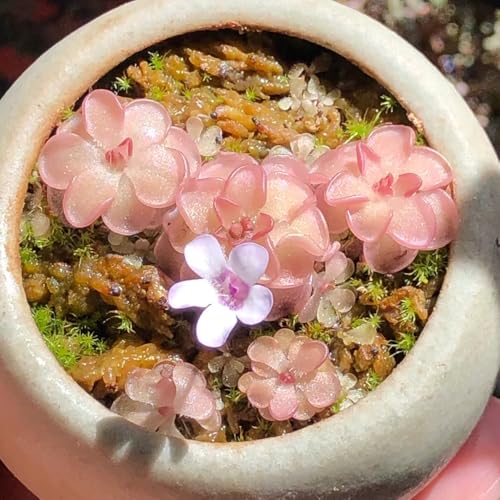Semillas de plantas carnívoras de Butterwort, decoración de la sala de estar Semillas de plantas de butterwort, Pinguicula vulgaris, plantas de interior, plantas decorativas Planta de 30pcs