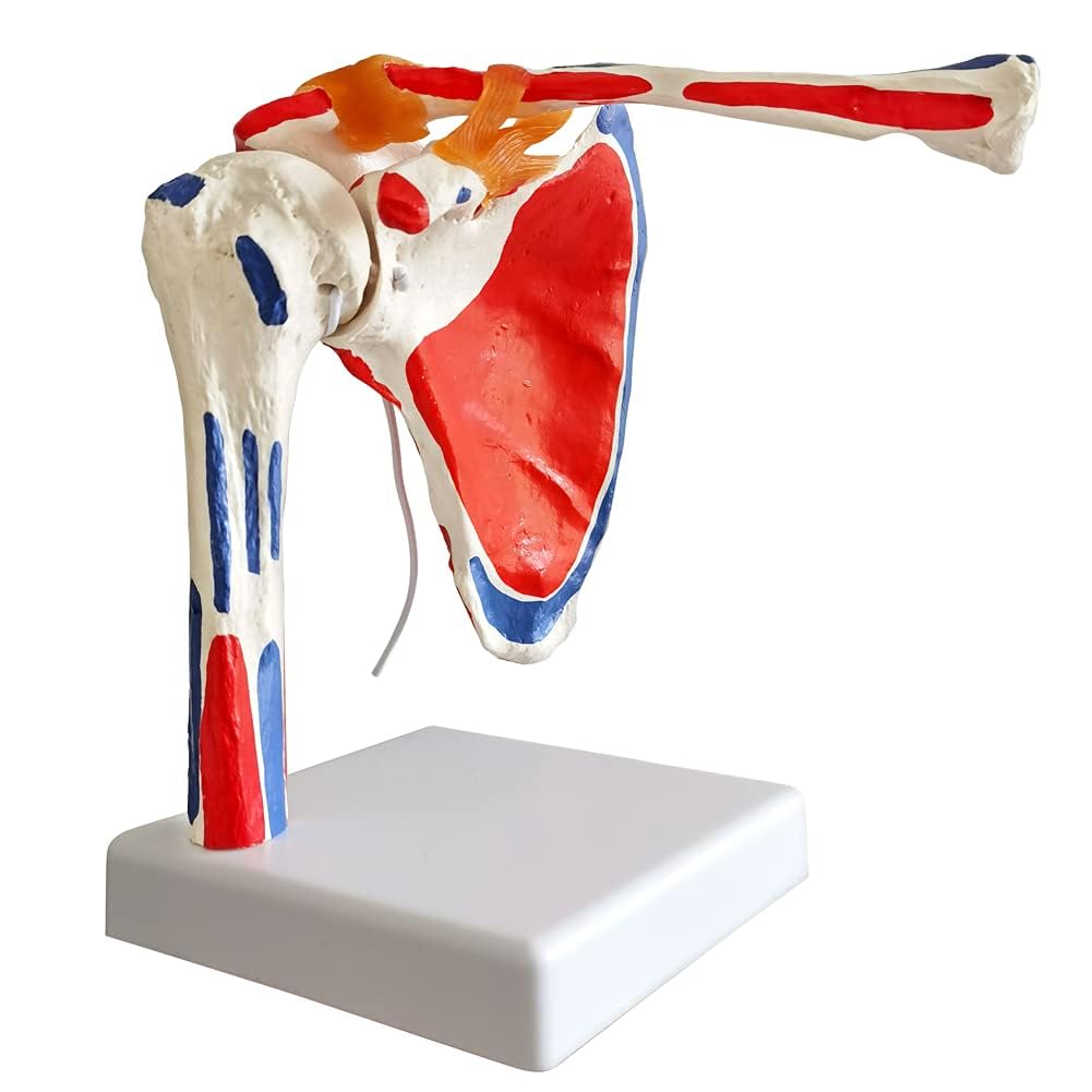 EVOTECH SCIENTIFIC Modelo de articulación del hombro de anatomía médica, colorido, réplica de la articulación del hombro Norma para consultorios médicos, material didáctico para la enseñanza médica