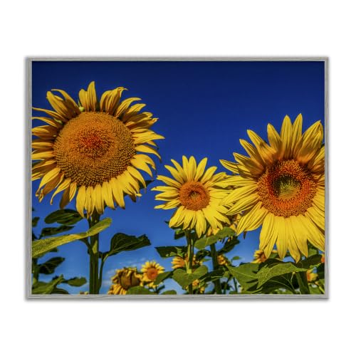 Sunny Sky Sunflower Meadow Landscape, 16 x 20 Inch Framed Giclée Print