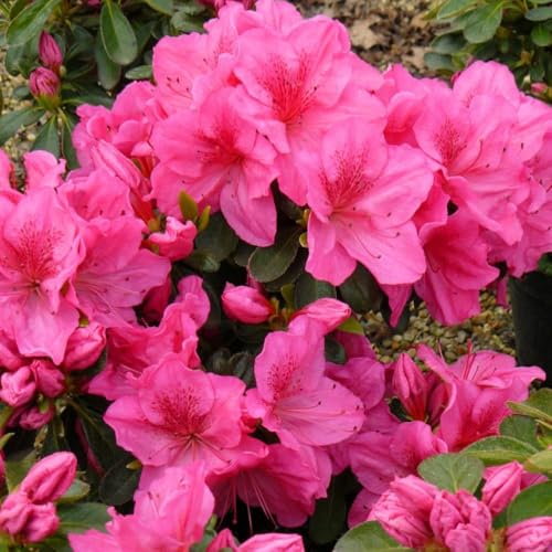 Rhododendron 'Dearest' (Hyde) - Evergreen Azalea Shrub with Large Pink Flowers – 2X 3 Litre Potted Plant by Thompson & Morgan