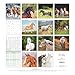 Alpha Edition - Horse Calendar 2026 - Wall Calendar & Picture Calendar 30 x 30 cm - For Riding & Horse Lovers - 12 Impressive Horse Photographs, Lots of Holidays & Holiday Dates: Horses