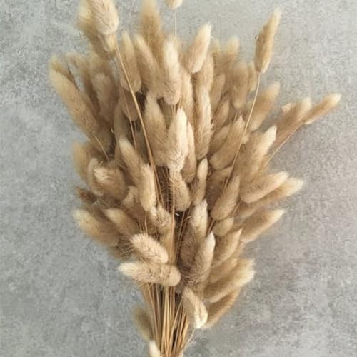 Bunny Tails Dried Flowers Boho Decor Pampass Grass 100pcs Floral Stems Decoration Plants 17 Inch (Natural)