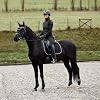 HORZE Adepto Padded All Purpose Quilted Equestrian Saddle Pad for Horses with Two-Tone Trim