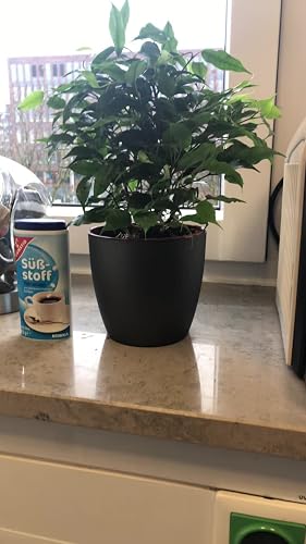 Exotenherz Set Di 2 Ficus Benjamini 'Kinky' – Piante Da Interno In Vaso 12cm - 2