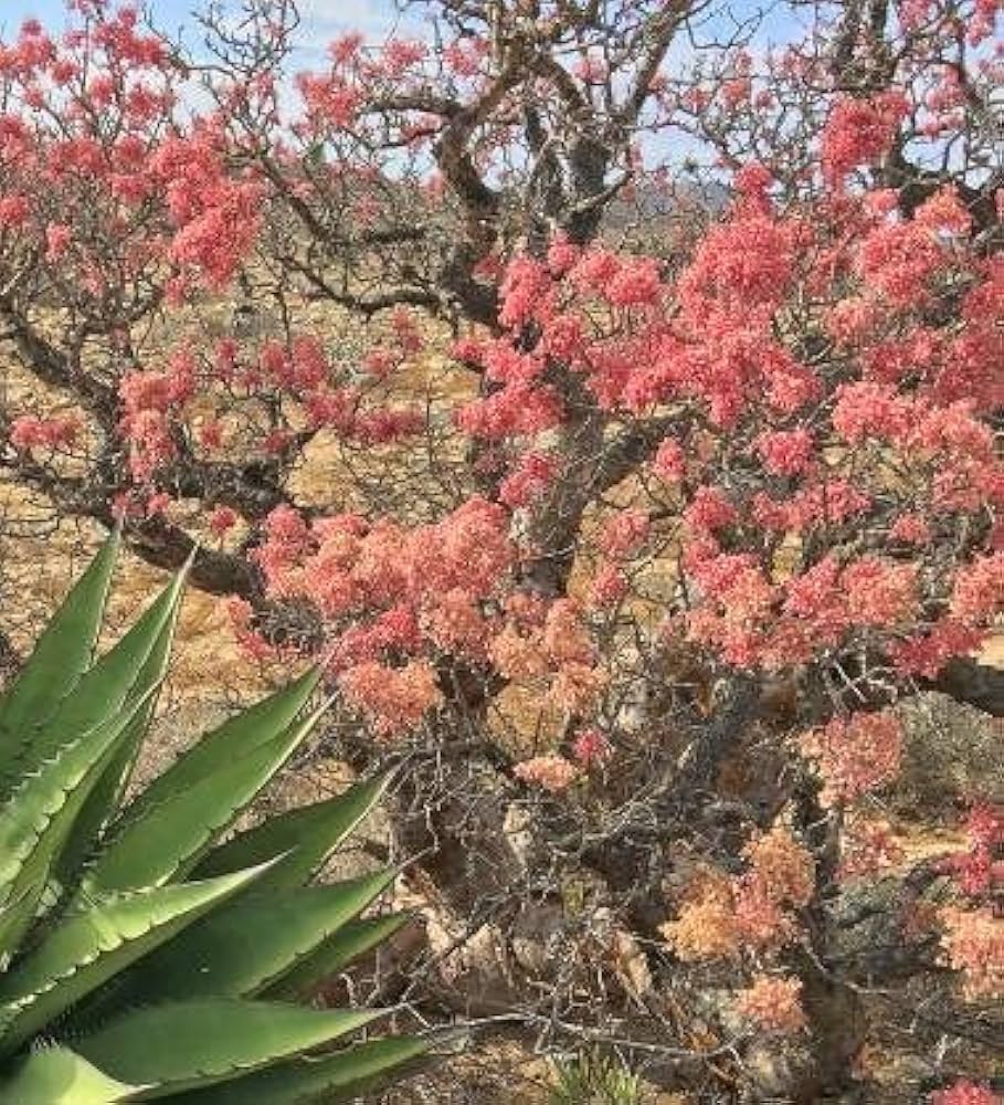 Amazon.co.jp: 【種子】Pachycormus Discolor◇パキコルムス・ディス
