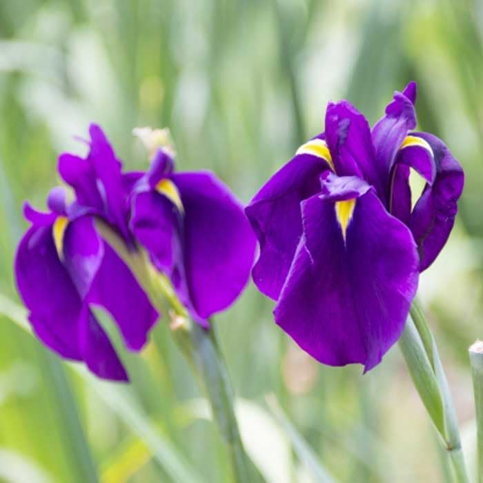 Amazon.co.jp: ノハナショウブ 野花菖蒲 球根 1株 冬植え 宿根草