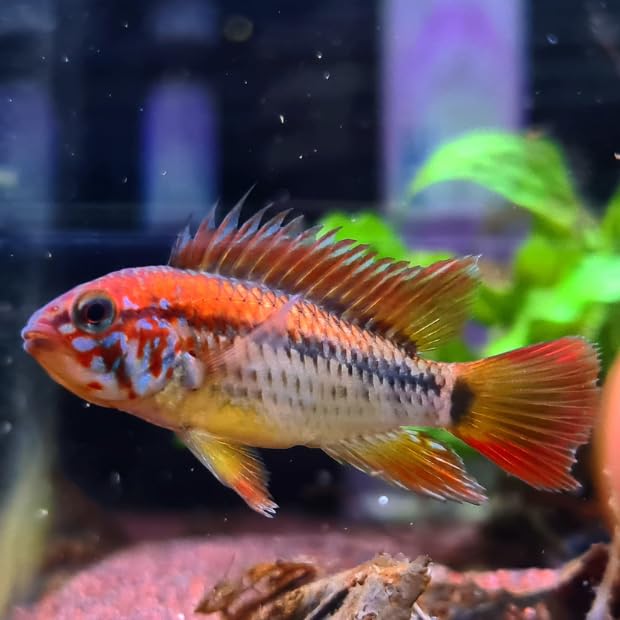 Aquaticheavens APISTOGRAMMA MACMASTERI (Packs of 2) - Exotic Freshwater Live Fish, Live Aquarium...