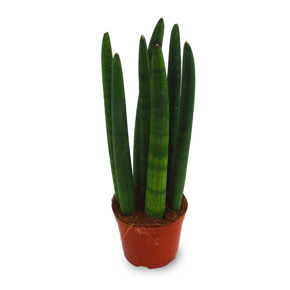POWERS TO FLOWERS - Sansevieria Cylindrica XXXL In Vaso Ceramica Bianco Con Pianta Omaggio
