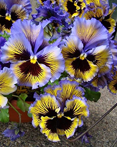 Wild Pansy Mix 100+ Seeds Flowers Easy To Grow Planting For Outdoor Indoor #TOP1