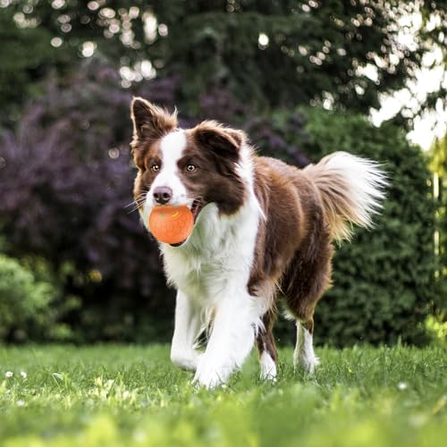 Irishom Electric Dog Toys - Interactive Herding Ball for Dogs - Active Rolling Smart Spinning Pet Ball, Type-C - Image 3