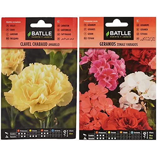 Clavel Chabaud AMARILLO & Geranios ZONALE Variados