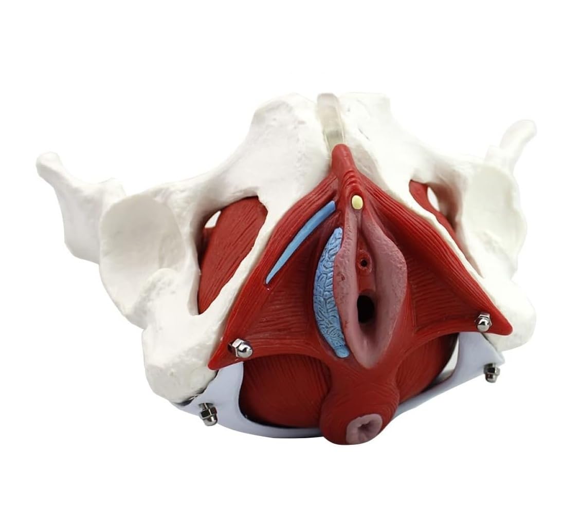 YNIYUJKL Female Pelvis Model With Pelvic Floor Muscles And Reproductive Organs Perineal Model,Life Size Removable Female Pelvic Anatomical Models Include Uterus And Bladder