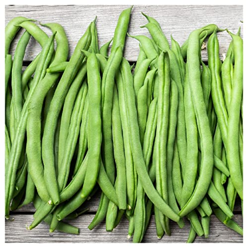 Everwilde Farms - 1 Lb Blue Lake Pole Pole Bean Seeds - Gold Vault Everwilde Farms - 1 Lb Blue Lake Pole Pole Bean Seeds - Gold Vault