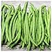 Everwilde Farms - 1 Lb Blue Lake Pole Pole Bean Seeds - Gold Vault