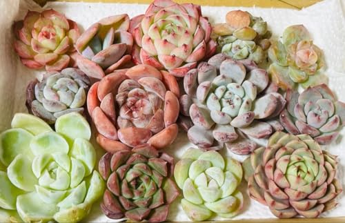 c A ؍c GPxA 񂹐AZbg