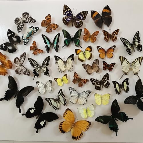 14Pcs Real Butterfly Specimens for Science Education - Insect Art Collection, Kids Gift, Home Decor & DIY Craft (Random Species) — view 4