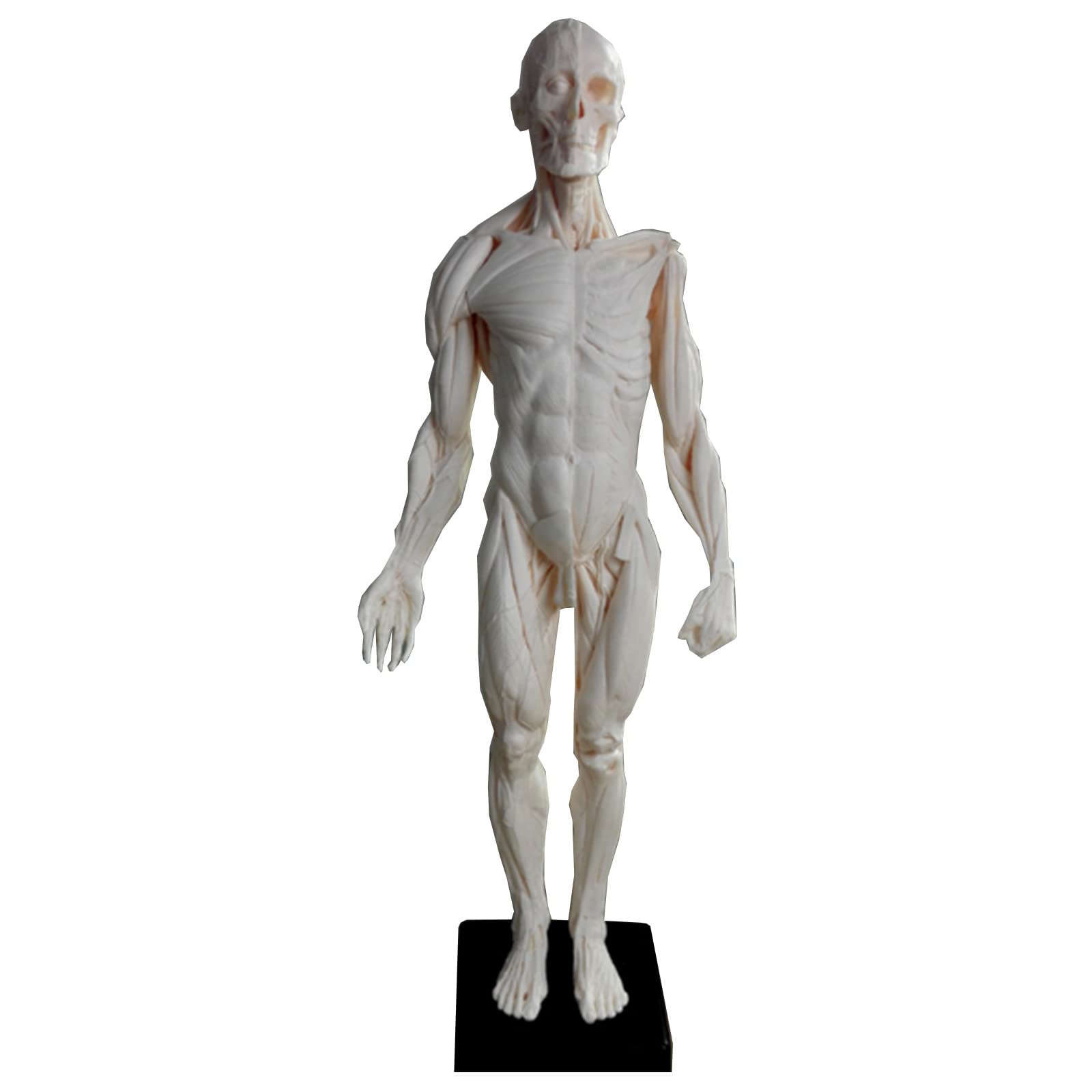 YNIYUJKL Human Anatomy Figure - 23.6Inch Muscle Anatomy Model - Human Body Musculoskeletal Female Male Figures Skin Anatomical Reference For Artists,Male Grey,Female Skin Flesh