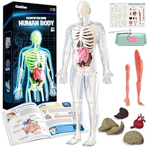 GobiDex Human Body Skeleton Model Kits, 40 Piece Anatomy Figure,Glow in The Dark Bones Interactive Science Kit, STEM Educational Toys for Boys and Girls, Halloween Physiology Gifts for Kids Ages 8+
