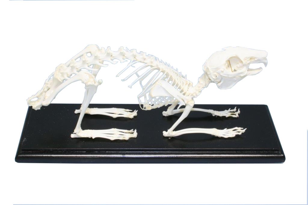 C A Scientific Premiere 51004 Real Rabbit Skeleton Biology Science Kits Amazon Com Industrial Scientific