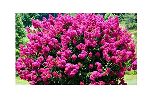 Indian Farms Live Pink Lagerstroemia/Pink Velour/Pride of India Flower Plant With Pot (B07XHLZHWC) Amazon Price History, Amazon Price Tracker